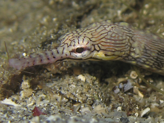 Pipefish