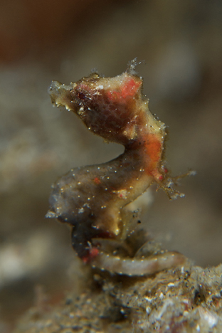 Muhani Pygmy Seahorse 1