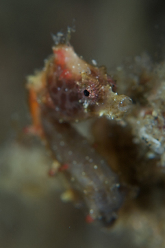 Muhani Pygmy Seahorse 2