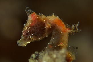 Muhani Pygmy Seahorse 3