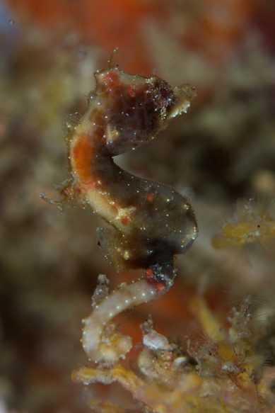 Muhani Pygmy Seahorse 4