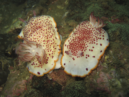 Giant Nudibranches, High Rock, Burma