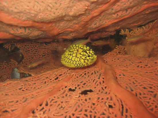 Pineapple Fish, High Rock, Burma