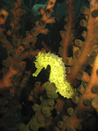 Seahorse at High Rock, Burma