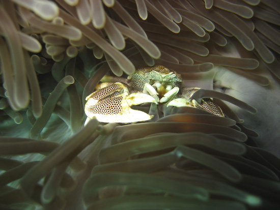 Porcelain Crab, High Rock, Burma