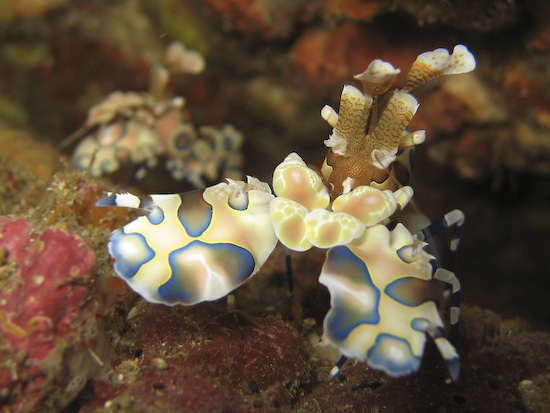 Harlequin Shrimp at Koh Lanta