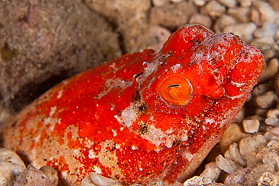 Snake Eel © Jeff De Guzman 