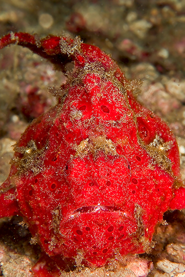 Red Frogfish © Jeff De Guzman 