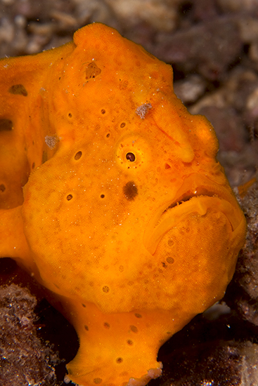 Yellow Frogfish © Jeff De Guzman 