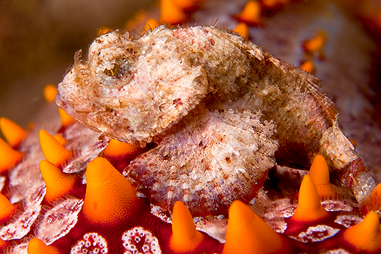 5cm scorpion fish on the arm of a starfish © Jeff De Guzman Davao