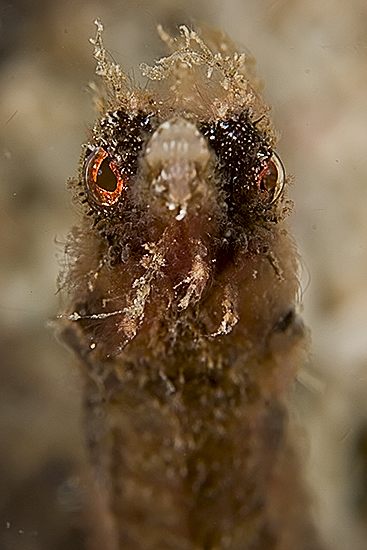 Hairy Pipefish © Jeff De Guzman