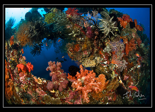 Coral Wreck, Bali