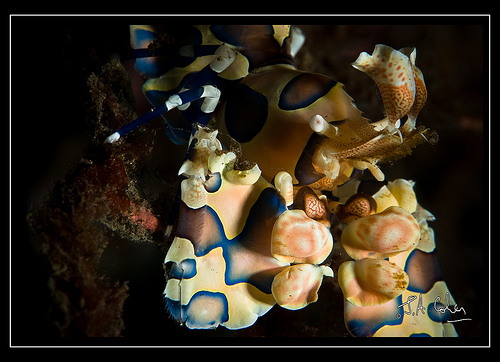 Harlequin Shrimp, Bali