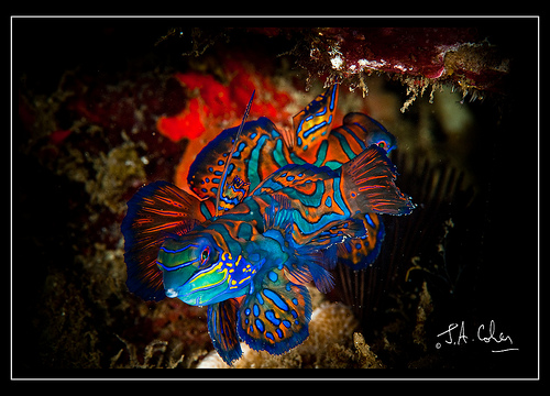 Mandarin Fish, Lembeh Strait