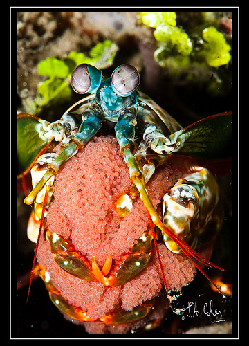 Mantis Shrimp with Eggs, Lembeh Strait