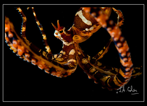 Wonderpuss, Lembeh