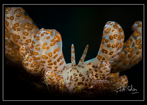 Solar Nudibranch, Lembeh Strait