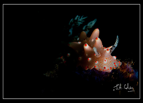 Nudibranch, Lembeh Strait