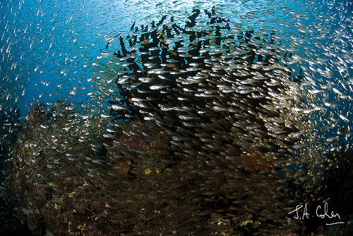 Glassfish, Maldives