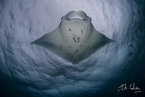 Manta Rain, Maldives