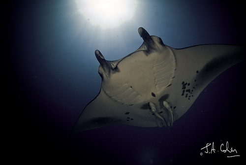 Manta Sun, Maldives