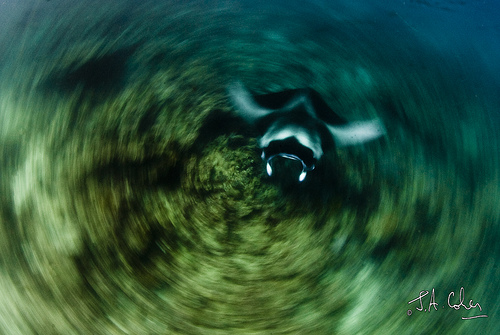 Manta Vortex, Maldives