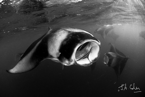 Mantas, Maldives