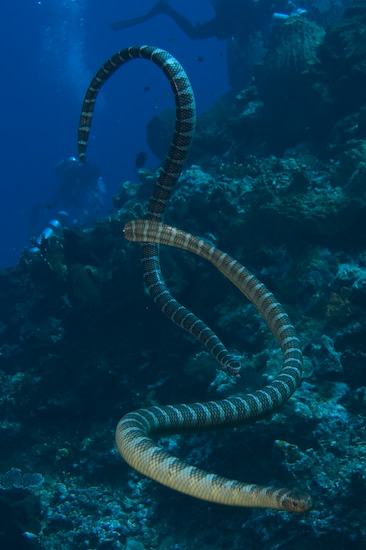 Sea Snakes Investigating Their New Scuba Visitors