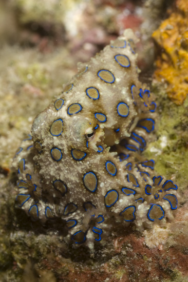 Blue Ring Octopus on Nusa Laut nightdive