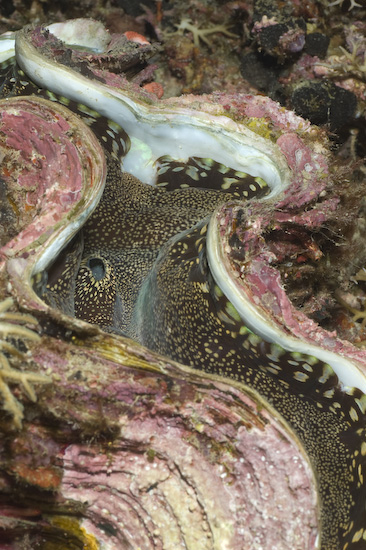 Giant Clam on Nusa Laut nightdive