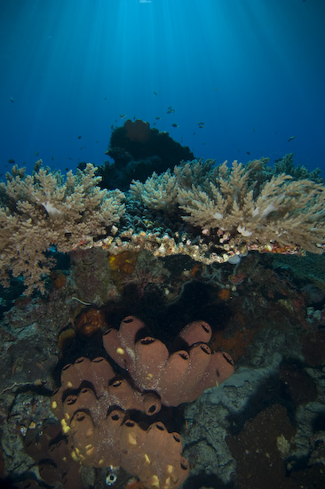 Nusa Laut Seascape