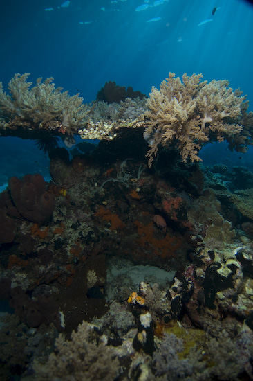 Nusa Laut Seascape