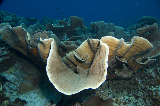 Giant Plate Coral, Nusa Laut