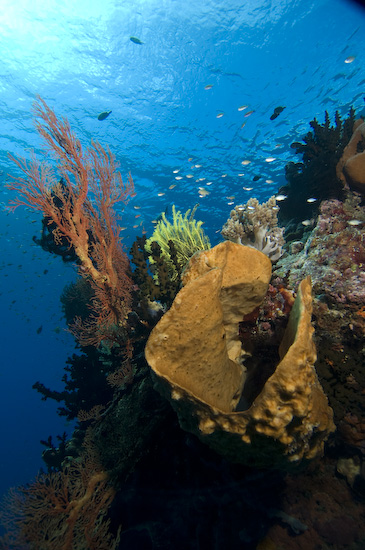 Nusa Laut Seascape