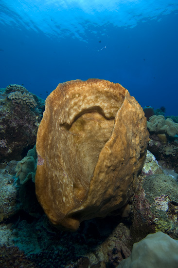 Nusa Laut Coral