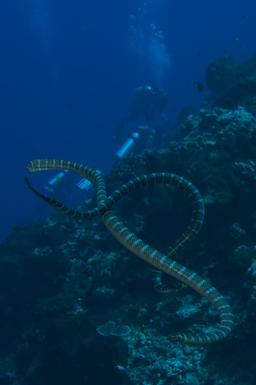 Sea Snakes Over Gunung Api's Corals