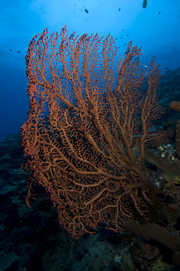 Nusa Laut Coral
