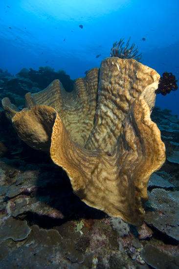 Nusa Laut Coral