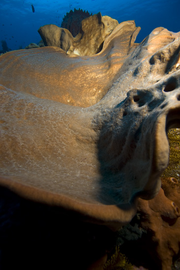 Nusa Laut Coral