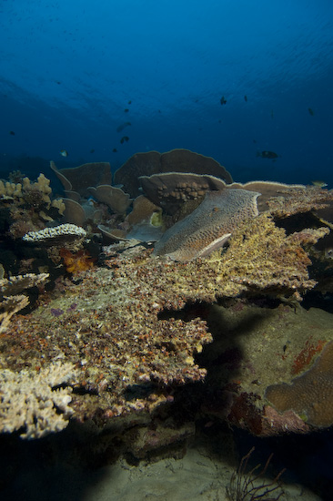 Nusa Laut Seascape