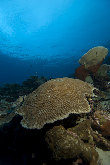 Nusa Laut Seascape