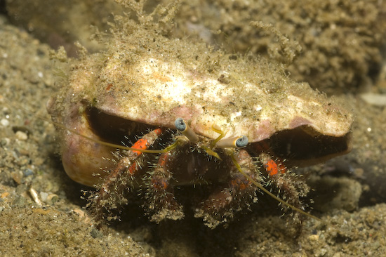 Crab