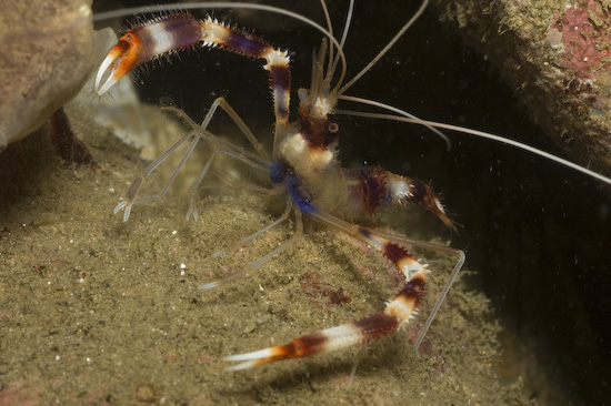 Shrimp