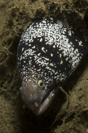 Moray Eel