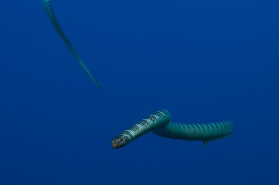 Sea Snake Coming Right At You