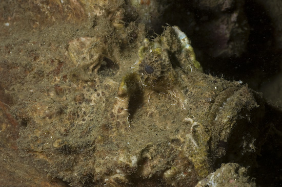 Stonefish