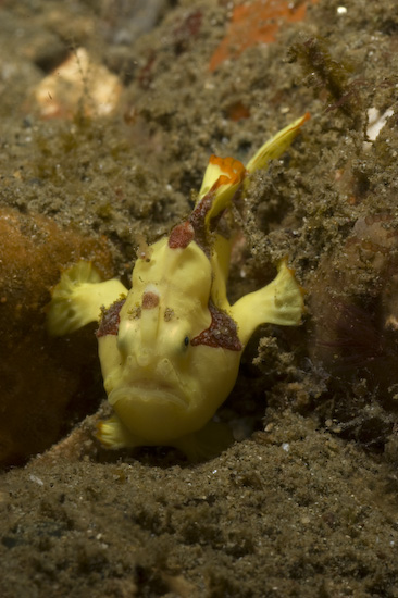 Clown Frogfish
