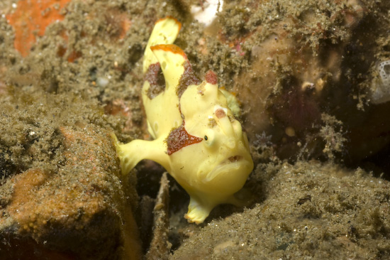 Clown Frogfish