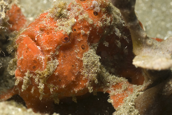 Frogfish