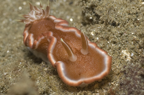 Nudibranch